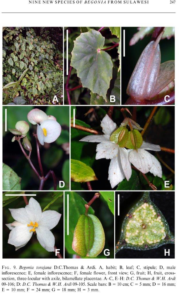 B. torajana